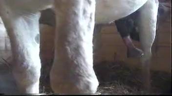 Hot beasts screwing viciously together in the stable