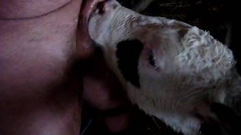 Cow
