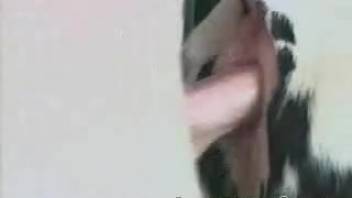 Guy deeply penetrates cow and ejaculates inside her