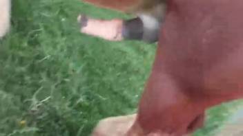 Perverse footage of a guy toying with the stallion's massive cock