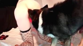 Sexy mature woman in fishnet stockings, homemade bestiality content on live webcam