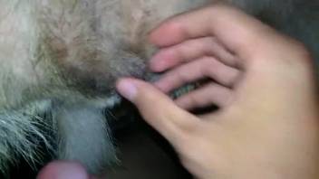 Guy's stiff cock delights a narrow animal snatch